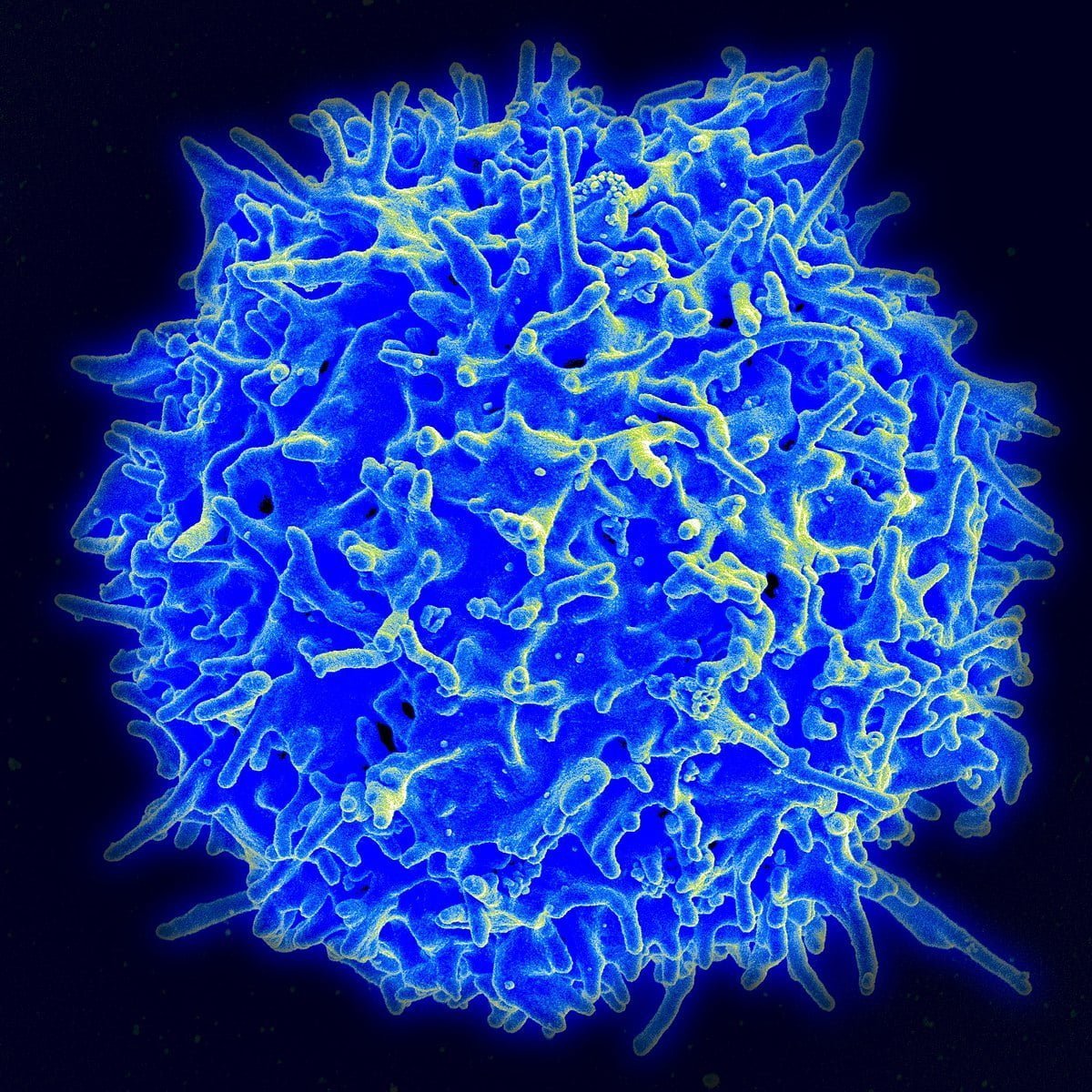 Healthy_Human_T_Cell Healthy Human T Cell