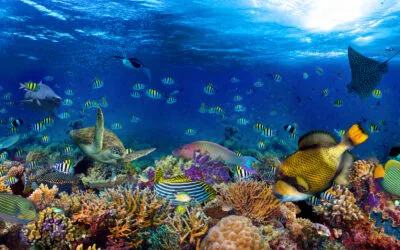 Cleaner Catch: Choosing Seafood Without Toxins