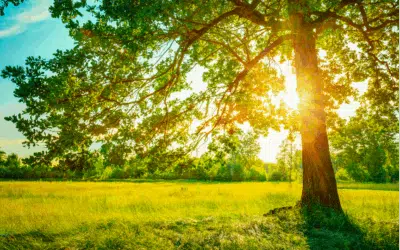 It’s Summer: A Great Time for a Digital Detox